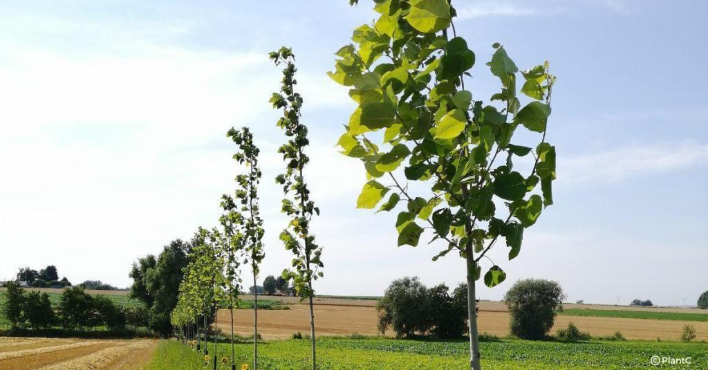 Aménagements végétaux : Bedimo s'associe à PlantC afin de planter ensemble des arbres en Belgique.